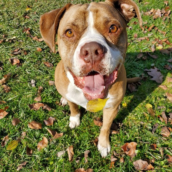 Meet your Posher, Posh - Picture 1 of 1